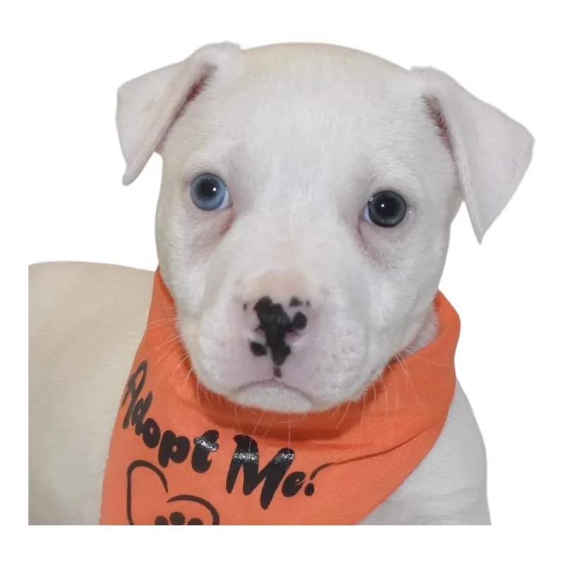 A baby large-sized male Terrier dog named Butter Pecan for adoption in Springfield, OH