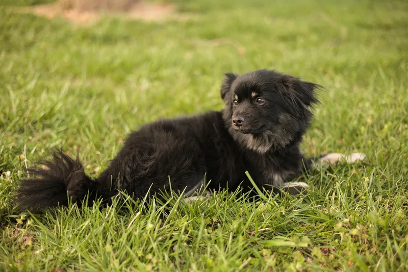 Scootertransport thumbnail 3