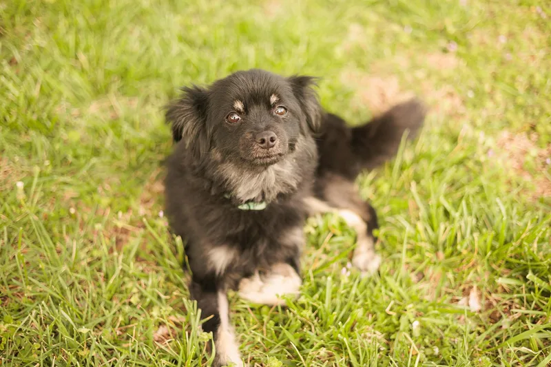 Scootertransport thumbnail 4