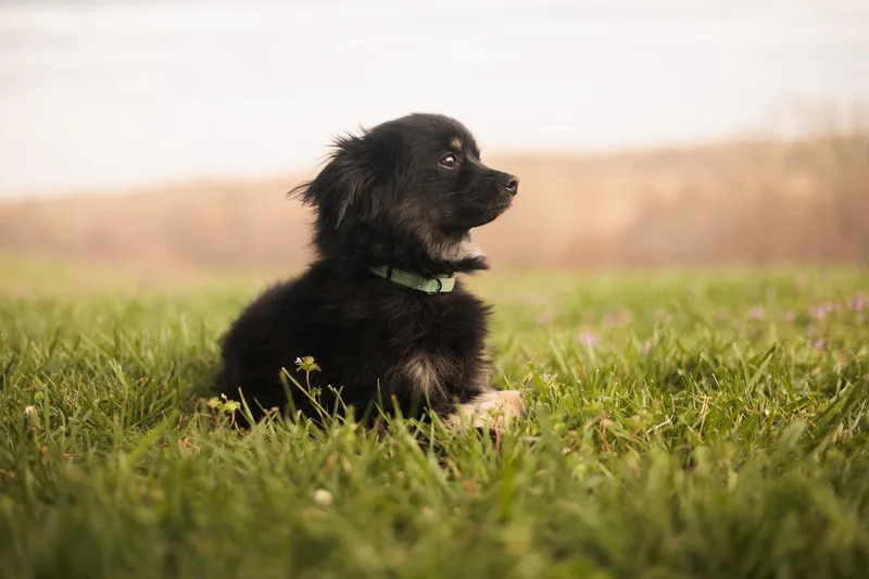 Scootertransport thumbnail 5