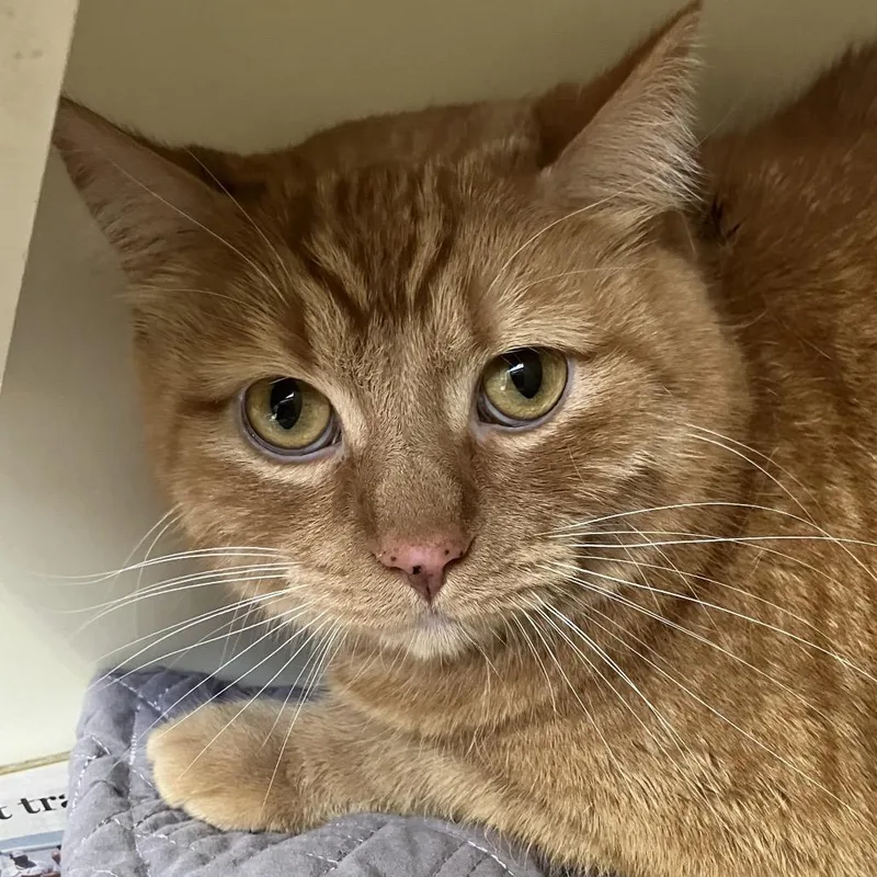 An adult large-sized male Orange / Red Domestic Short Hair cat named Coco for adoption in DeKalb, IL