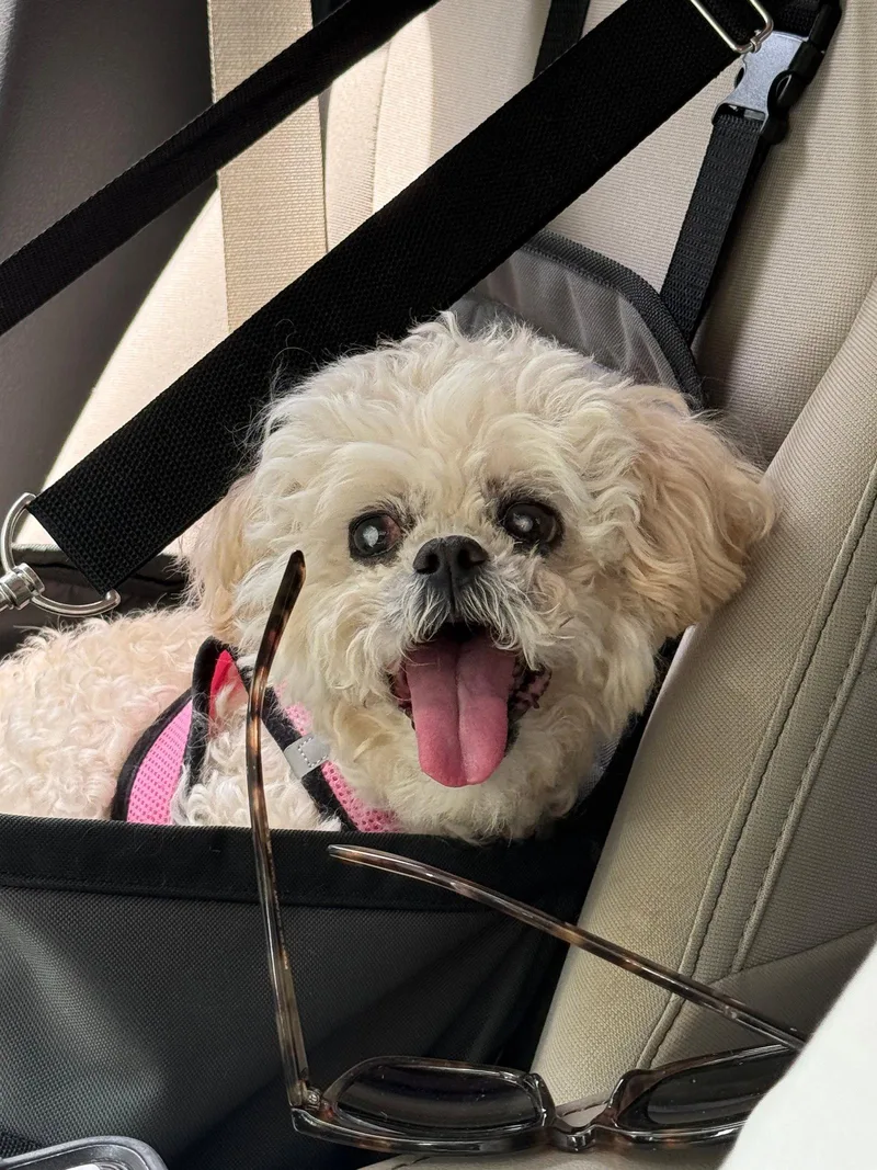A senior small-sized female Shih Tzu dog named Roxanne for adoption in Locust Grove, GA
