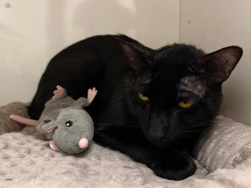 A young medium-sized male Domestic Short Hair cat named Squidward for adoption in Fall River, MA