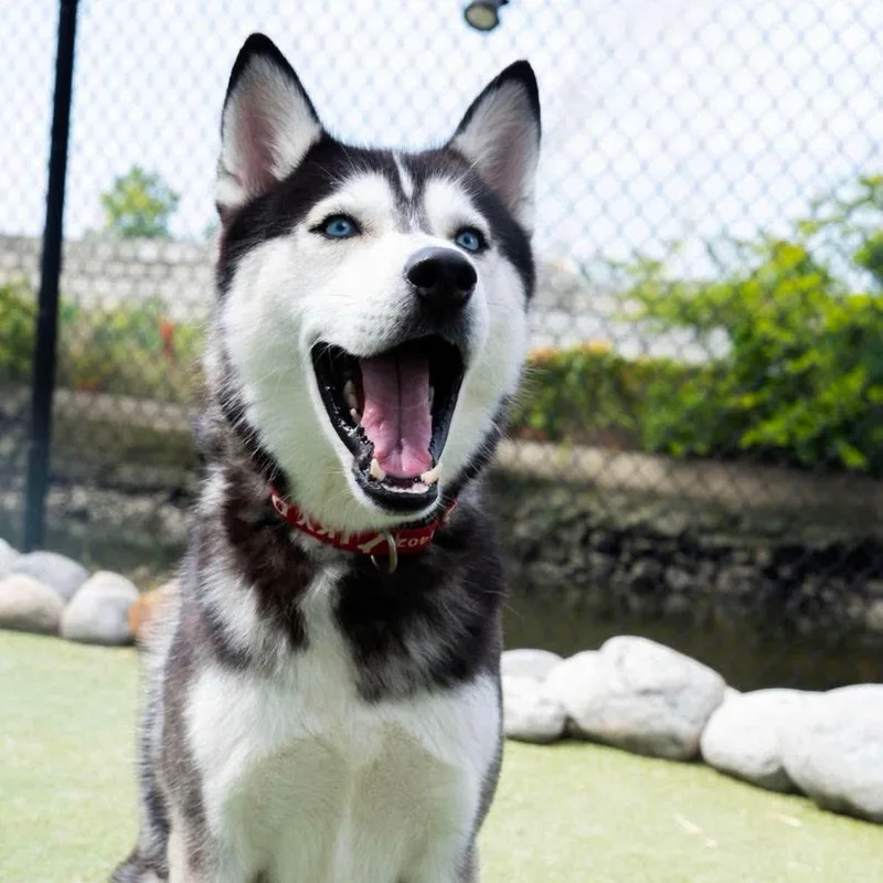 An adult medium-sized male Gray / Blue / Silver Husky dog named Munro for adoption in Stamford, CT