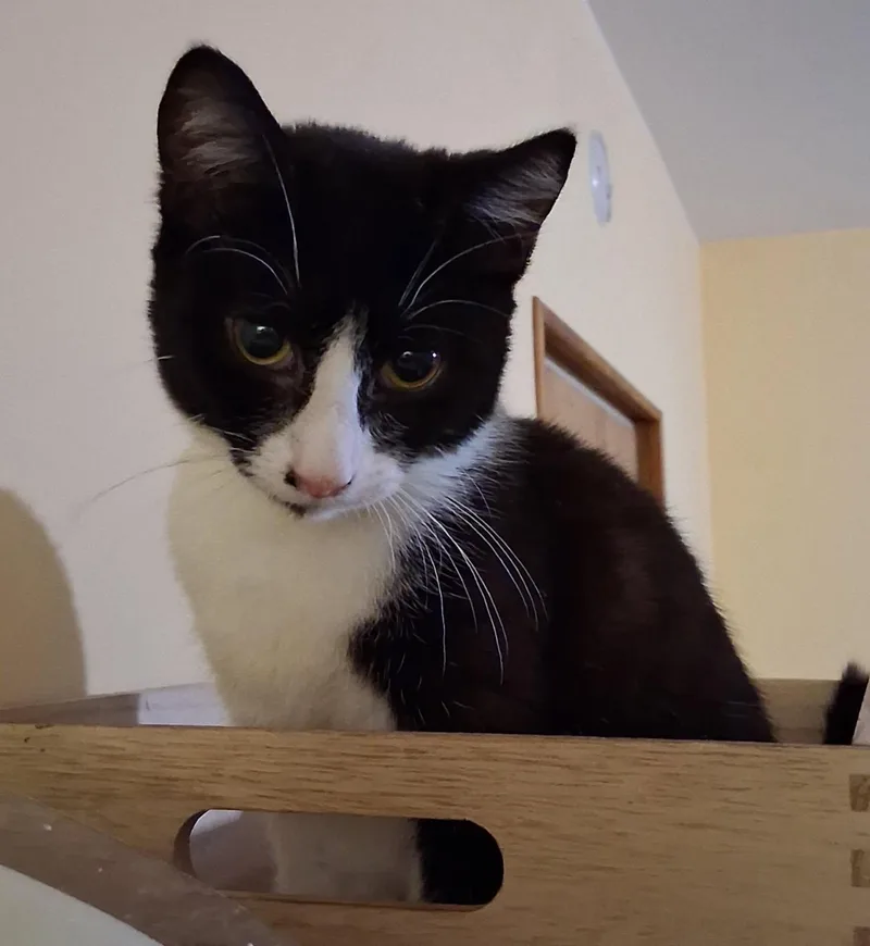 A young small-sized male Black & White / Tuxedo Domestic Short Hair cat named Angus for adoption in RIVERSIDE, CA
