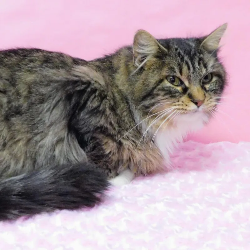 Elizabeth thumbnail 2