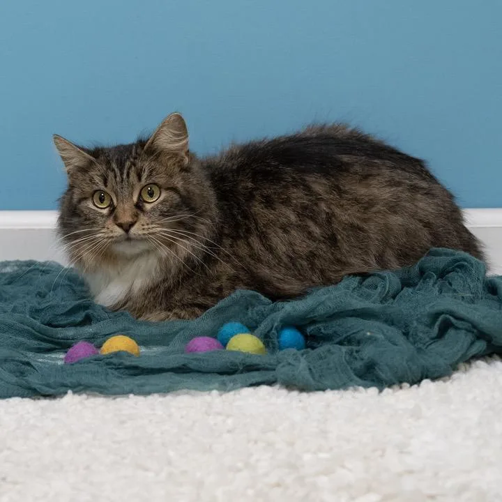 Elizabeth thumbnail 3