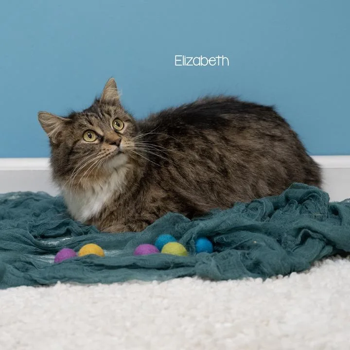 Elizabeth thumbnail 4