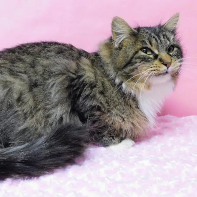 Elizabeth thumbnail 6