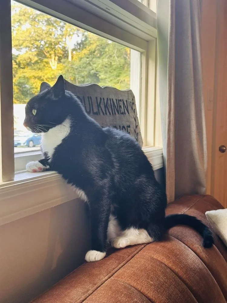 An adult large-sized male Black & White / Tuxedo Domestic Short Hair cat named Domino for adoption in Bolton, CT