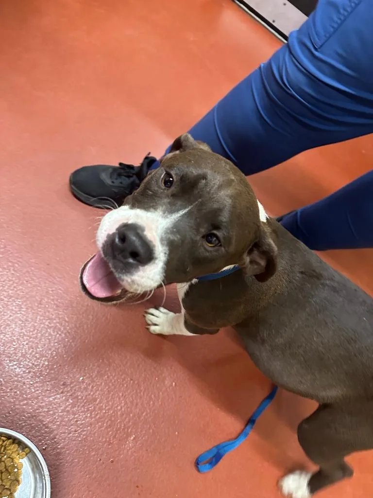 A baby medium-sized male Mixed Breed dog named Rocko for adoption in Douglasville, GA