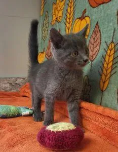 A young medium-sized male Domestic Short Hair cat named Gomez for adoption in Bucyrus, OH