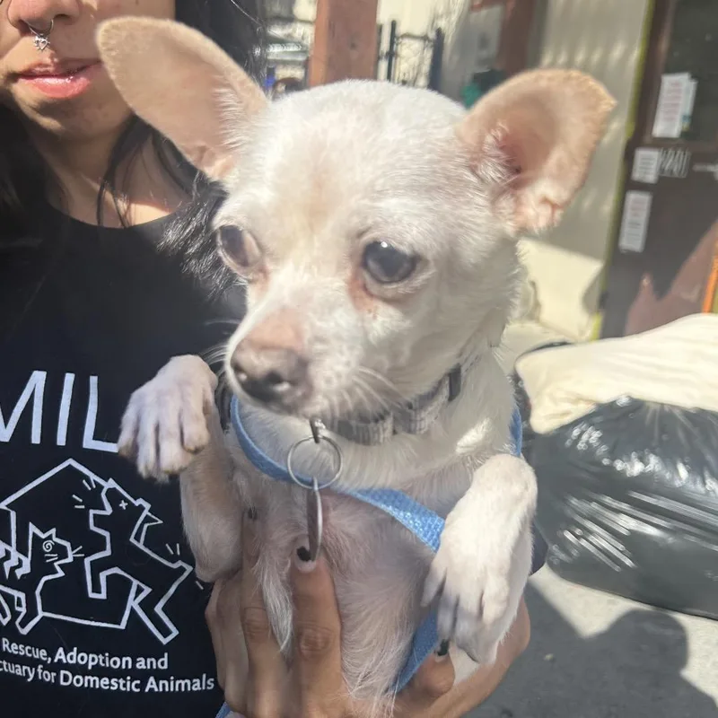 An adult small-sized female White / Cream Chihuahua dog named Chiquita for adoption in Point Richmond, CA