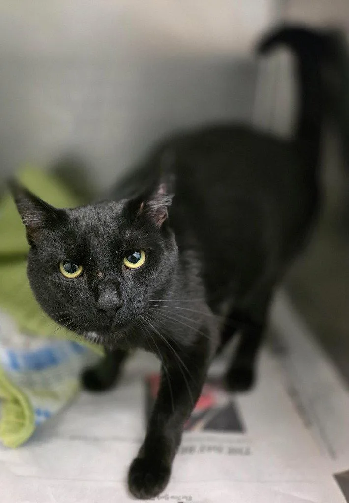 A young large-sized male Black Domestic Short Hair cat named Ca  Herne for adoption in Glen Allen, VA