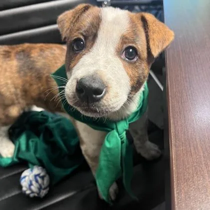 A baby medium-sized male Cattle Dog dog named Bucky for adoption in Morton Grove, IL