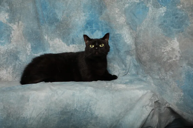 An adult medium-sized female Black Domestic Short Hair cat named Obsidian for adoption in Rock Falls, IL