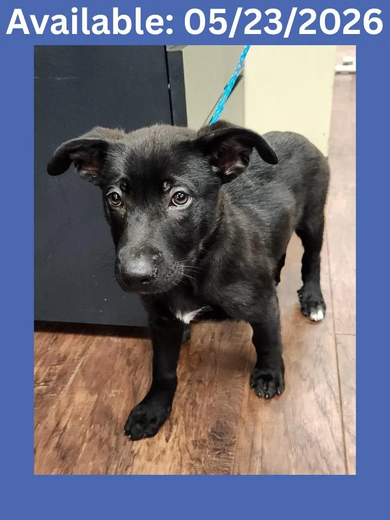 A baby medium-sized male Labrador Retriever dog named Dog Kennel for adoption in Greenville, TX
