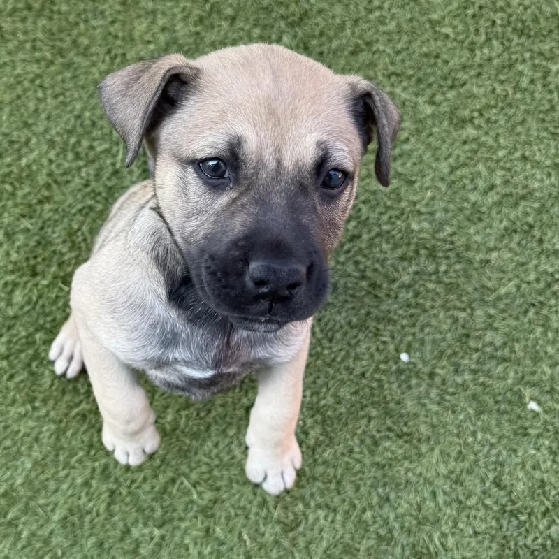 A baby small-sized male Brown / Chocolate Mixed Breed dog named The Hulk for adoption in LOXAHATCHEE, FL