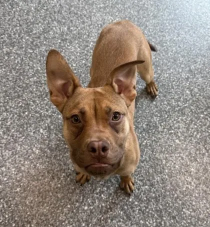 A young medium-sized female Pit Bull Terrier dog named Zippy for adoption in Westland, MI