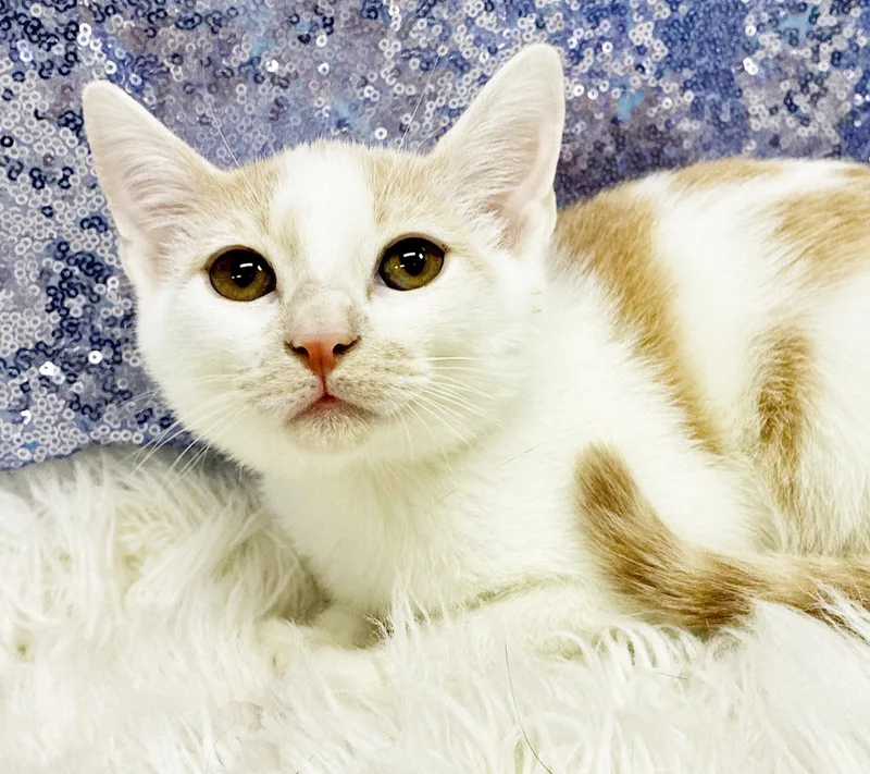 A baby small-sized male Orange / Red Tabby cat named Crosby is a teeny for adoption in Bedford Hills, NY