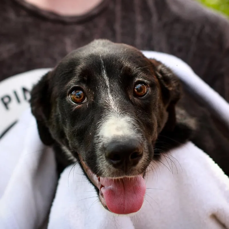 A baby small-sized female Black Australian Cattle Dog / Blue Heeler dog named Poppy for adoption in Hattiesburg, MS