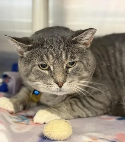 An adult large-sized male Tabby (Gray / Blue / Silver) Domestic Short Hair cat named Bruce Whiskery for adoption in Lansing, MI