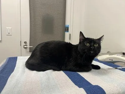 An adult medium-sized female Black Domestic Short Hair cat named Oak Grove Tavern for adoption in Kansas City, MO