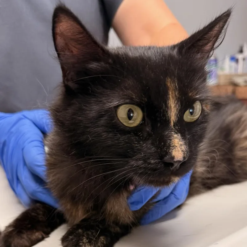 A young medium-sized female Tortoiseshell cat named Aurora for adoption in Clifton, NJ