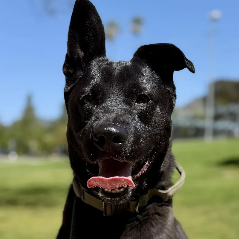 Hopscotchsoulful  Sweet Boy thumbnail 4