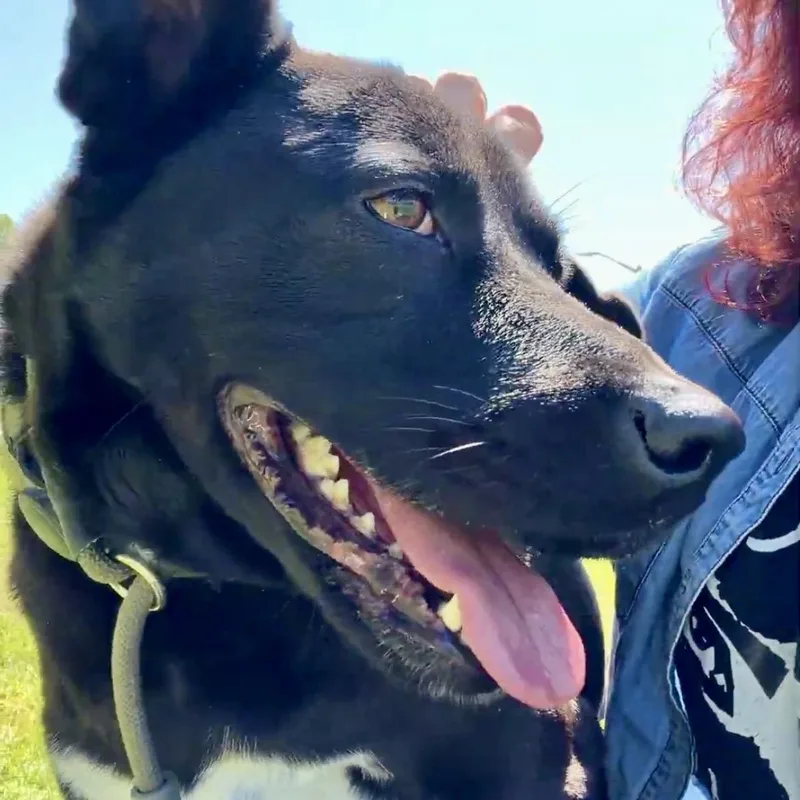 Hopscotchsoulful  Sweet Boy thumbnail 5