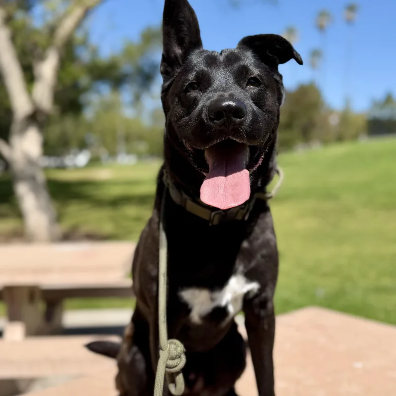 Hopscotchsoulful  Sweet Boy thumbnail 6