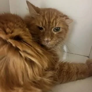An adult medium-sized male Tabby (Orange / Red) Domestic Medium Hair cat named Marmalade for adoption in Phoenixville, PA