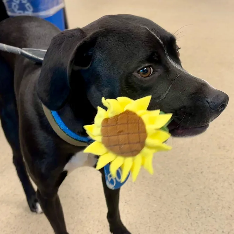 A young medium-sized male Black German Shorthaired Pointer dog named Ash for adoption in Manassas, VA