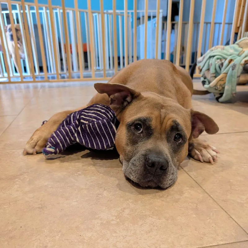 Magnolia thumbnail 2