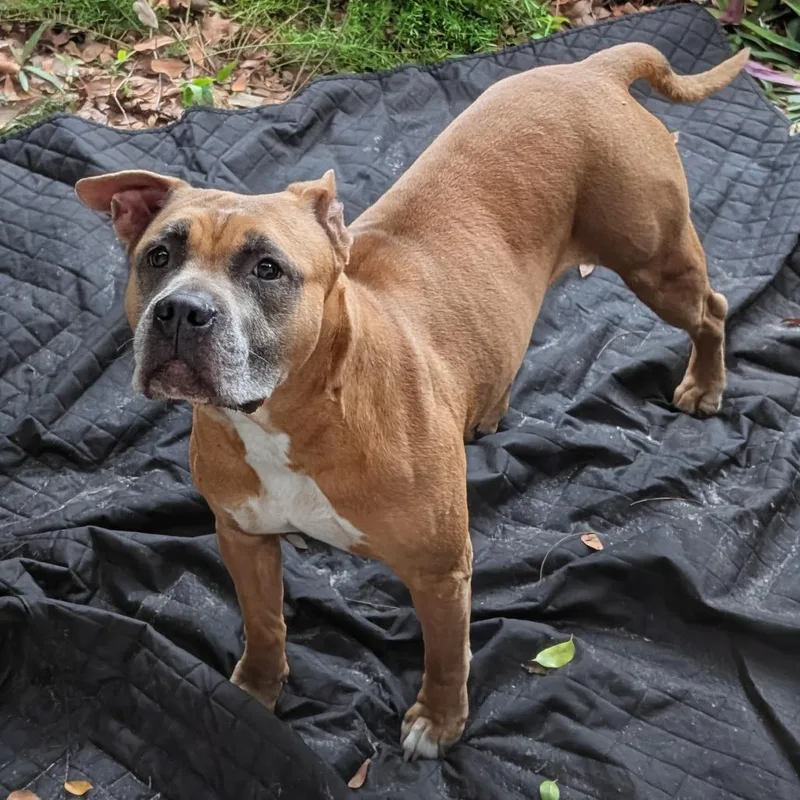 Magnolia thumbnail 3