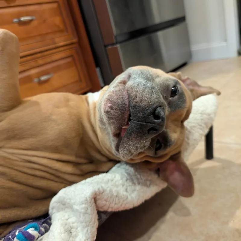 Magnolia thumbnail 4