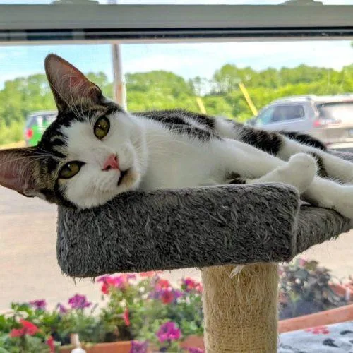 Lime thumbnail 5