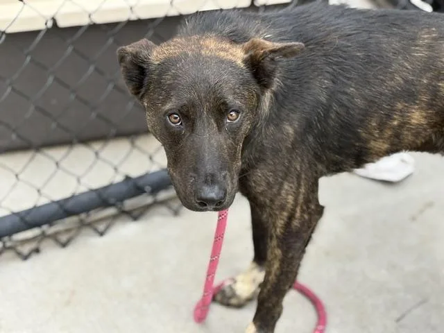 A young medium-sized male German Shepherd Dog dog named Bard for adoption in Tulsa, OK