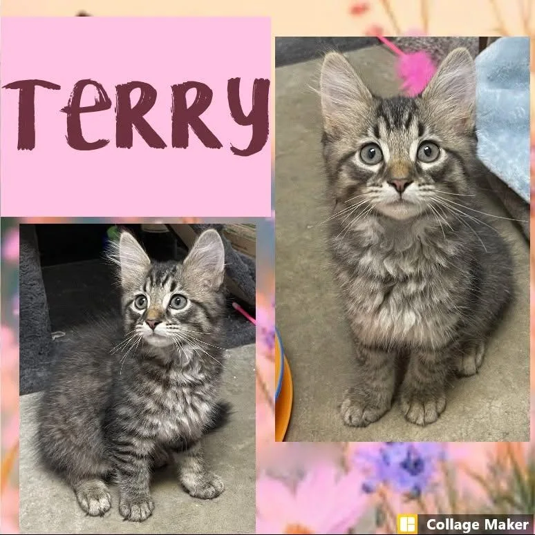 Terry