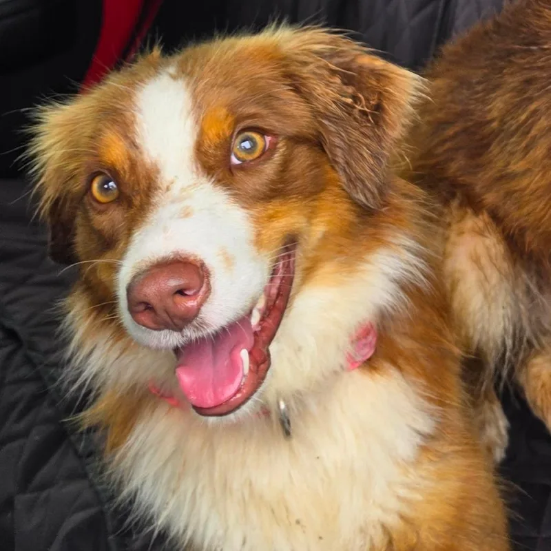 An adult medium-sized female Brown / Chocolate Australian Shepherd dog named Bindi for adoption in Jefferson city, TN