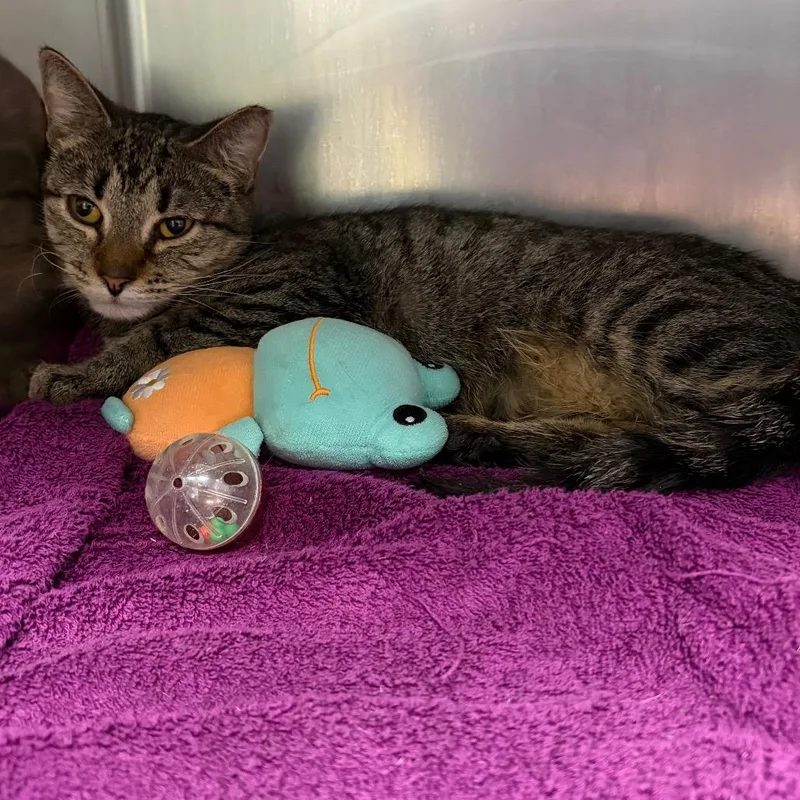 A young medium-sized female Black Domestic Short Hair cat named Cleocatra for adoption in Allentown, PA