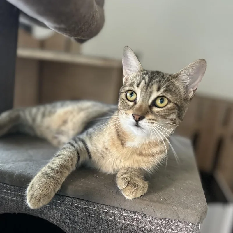 A baby small-sized female Brown / Chocolate Domestic Short Hair cat named Juney for adoption in Port Richey, FL
