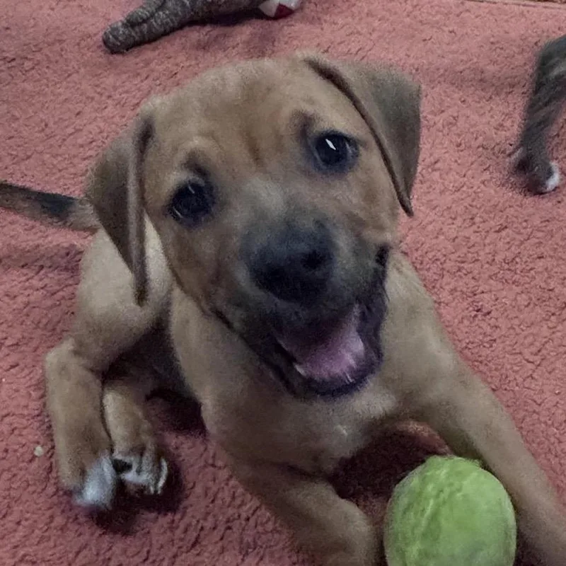 A baby small-sized male Yellow / Tan / Blond / Fawn Beagle dog named Manny for adoption in Uniontown, PA