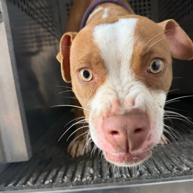 A young medium-sized male Brown / Chocolate Pit Bull Terrier dog named Fred for adoption in Birmingham, AL