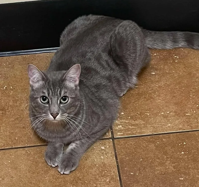 A young medium-sized male Gray / Blue / Silver Domestic Short Hair cat named Odie for adoption in HEMET, CA