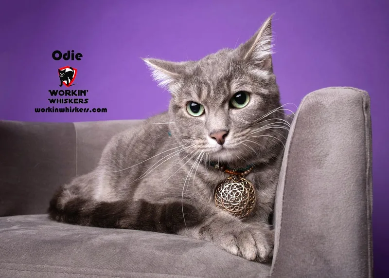 Odie thumbnail 3