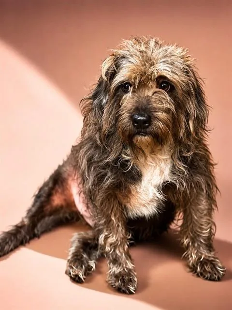 An adult medium-sized male Mixed Breed dog named Chief for adoption in Jacksonville, FL