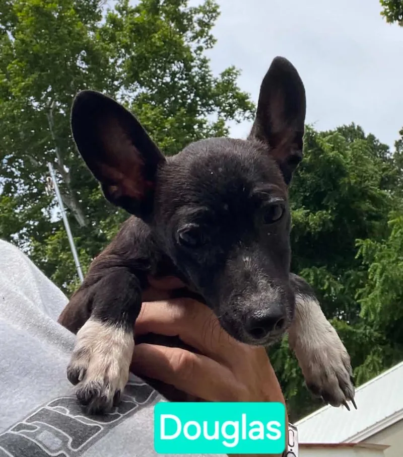 A baby small-sized male Chihuahua dog named Douglas for adoption in Mena, AR