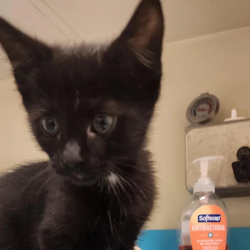 A baby small-sized male Black Domestic Short Hair cat named Obsidian for adoption in Elizabeth City, NC