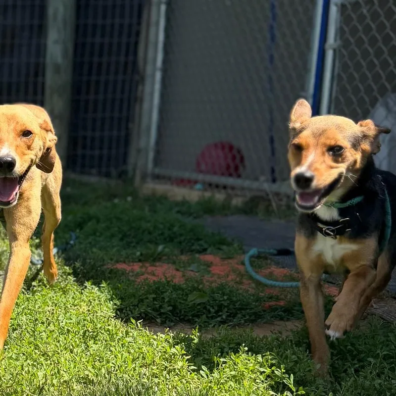 An adult small-sized female Black Hound dog named Sweetie for adoption in Marshall, VA